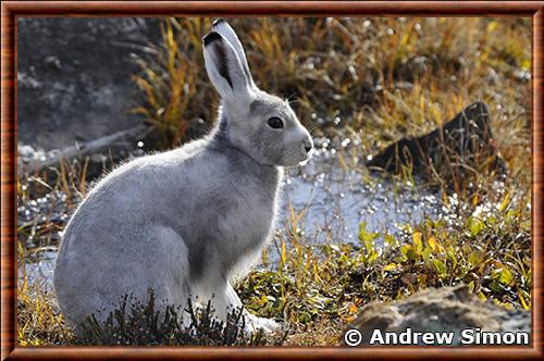 Lepus arcticus