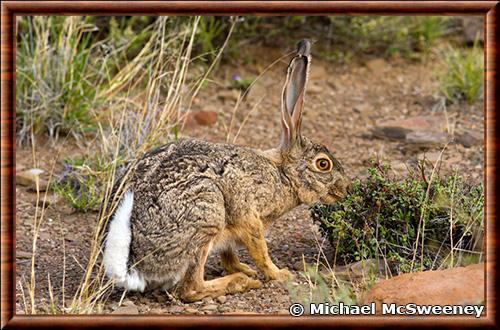 Lepus capensis capensis