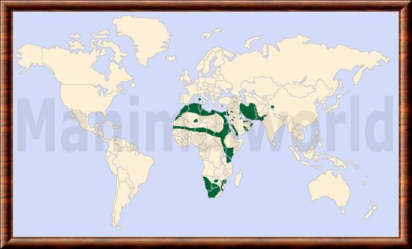 Lepus capensis distribution