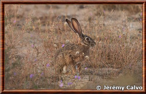 Lepus capensis mediterraneus