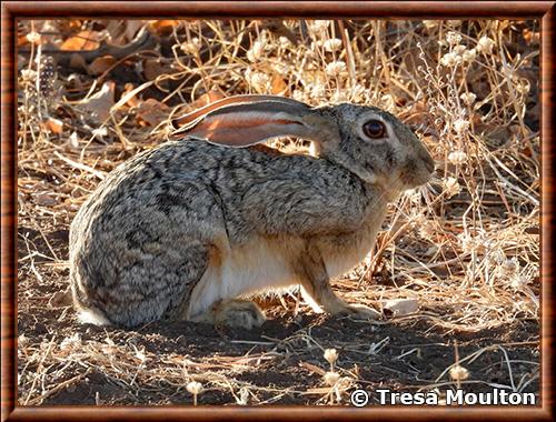 Lepus capensis