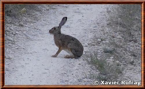 Lepus europaeus creticus