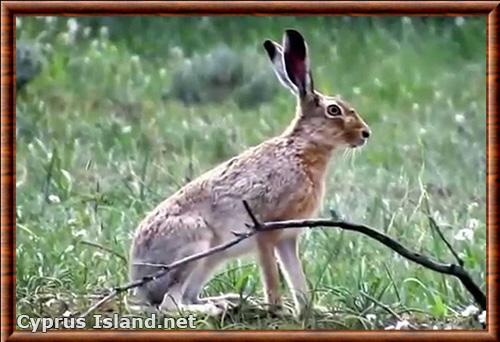 Lepus europaeus cyprius