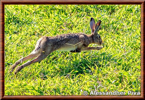 Lepus europaeus europaeus