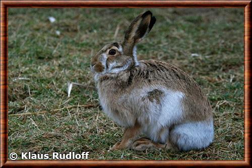 Lepus europaeus hybridus