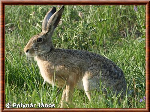 Lepus europaeus