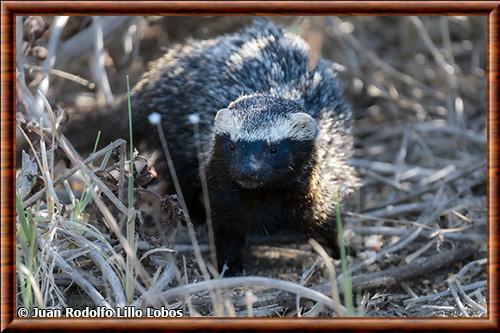 Lesser grison (Galictis cuja)