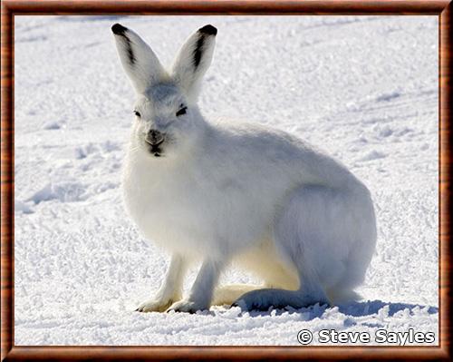 Lievre arctique Canada