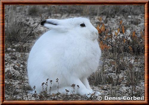 Lievre arctique (Lepus arcticus)