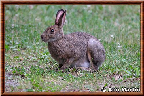 Lievre d'Amerique (Lepus americanus)