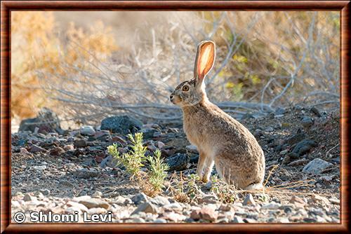 Lievre du Cap (Lepus capensis)