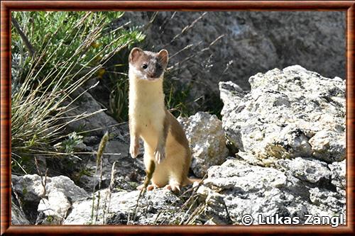 Long-tailed weasel (Neogale frenata)