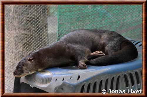 Loutre a nez poilu