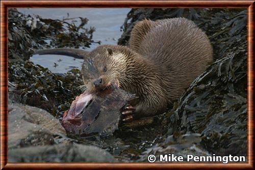 Loutre alimentation