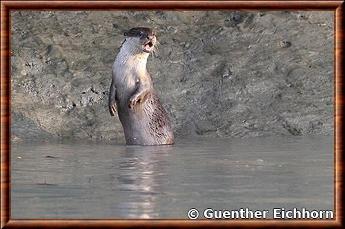 Loutre cendree d'Asie