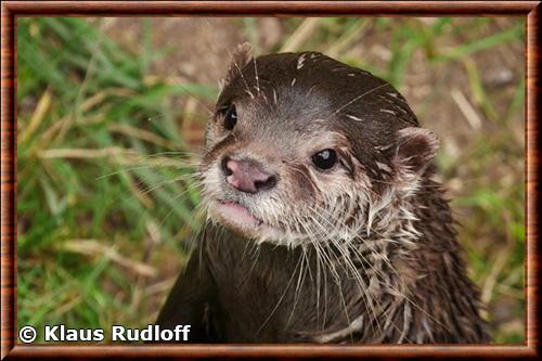 Loutre cendree gros plan