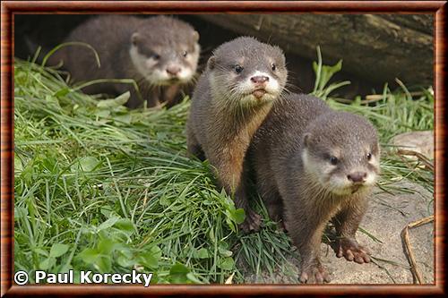 Loutre cendree juvenile