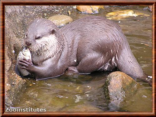 Loutre cendree piscivore