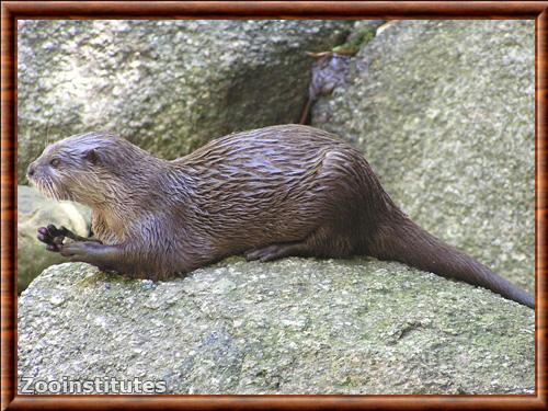 Loutre cendree zoo Melbourne