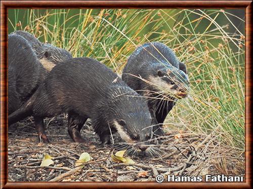 Loutre cendree (Aonyx cinereus)