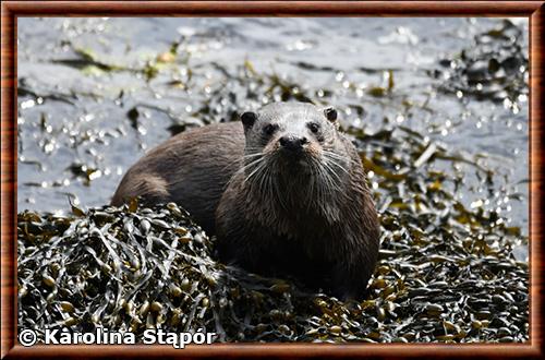 Loutre d'Eurasie