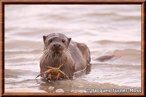 Loutre d'Europe chasse