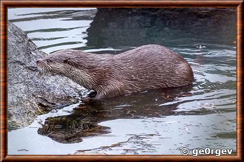 Loutre d'Europe (Lutra lutra)