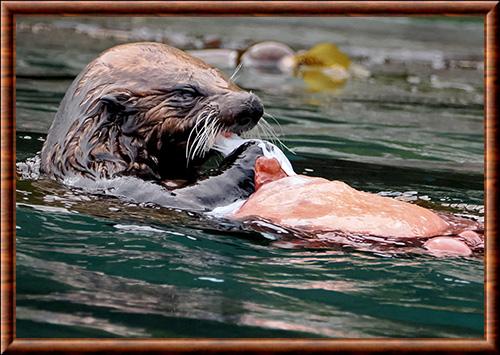 Loutre de mer carnivore