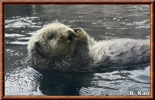 Loutre de mer de Californie