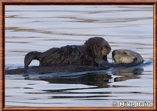 Loutre de mer femelle et juvenile