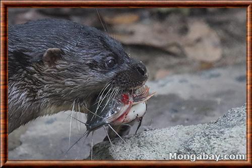 Loutre de Sumatra chasse