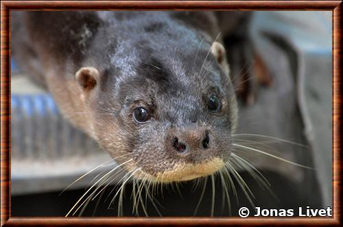 Loutre de Sumatra gros plan