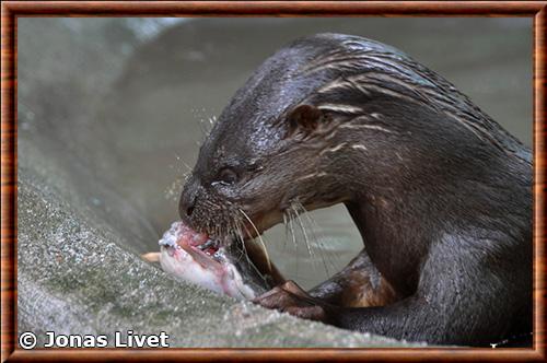 Loutre de Sumatra zoo de Phnom Tamao