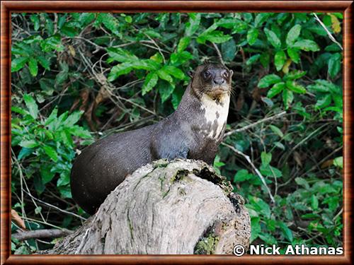 Loutre géante