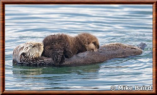 Loutre juvenile