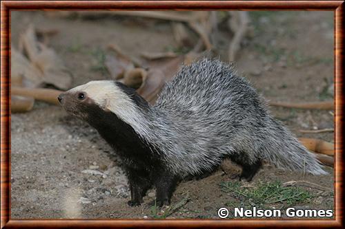 Lyncodon patagonicus