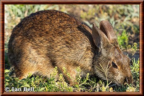 Marsh rabbit (sylvilagus palustris)