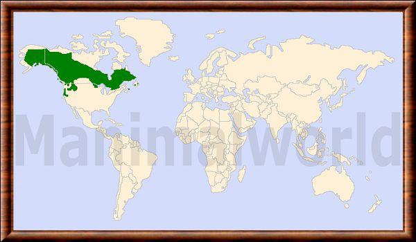 Martes americana distribution