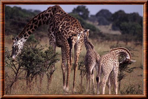 Masaï Giraffe (Giraffa tippelskirchi)