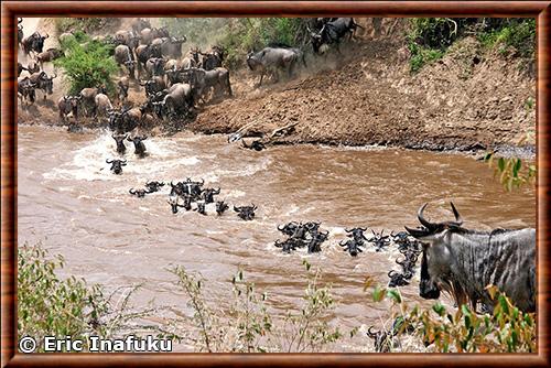 Migration des gnous