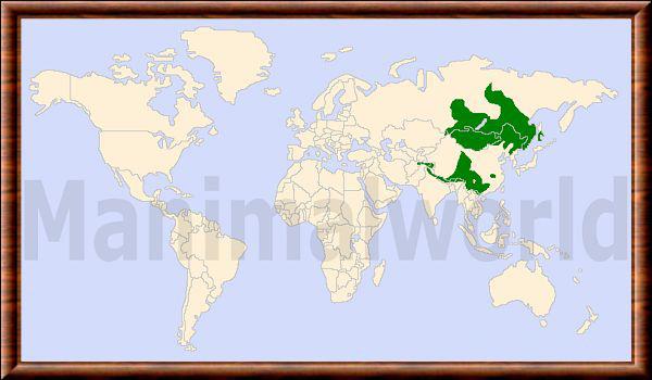 Moschidae distribution