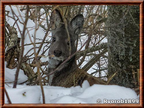 Moschidae gros plan