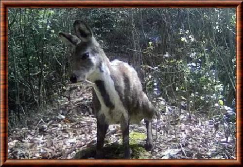 Moschus anhuiensis