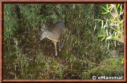 Moschus berezovskii