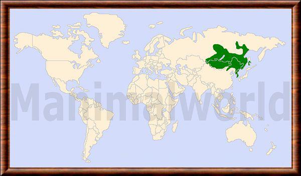 Moschus moschiferus distribution