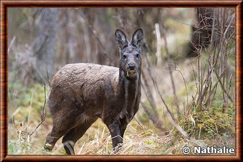 Moschus moschiferus