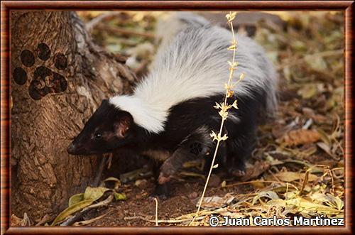 Mouffette a capuchon (Mephitis macroura)