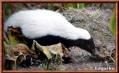 Mouffette à nez de cochon (Conepatus leuconotus)