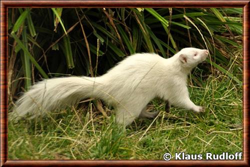 Mouffette albinos