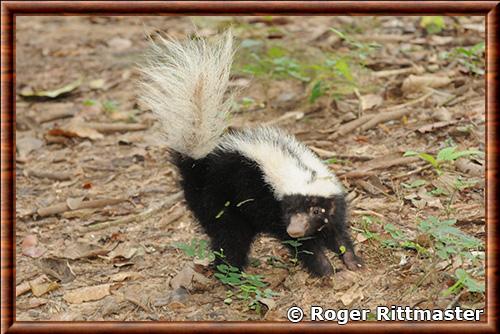 Mouffette d'Amazonie (Conepatus semistriatus)